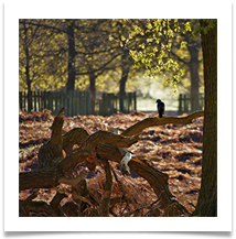 Dunham Morning - Chris Beesley
